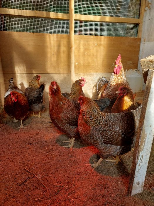 Билефельдер цыплята