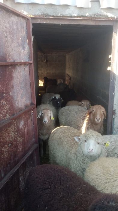 Семіз қойлар сатылады