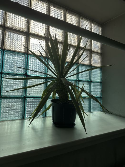 Продам агаву большую