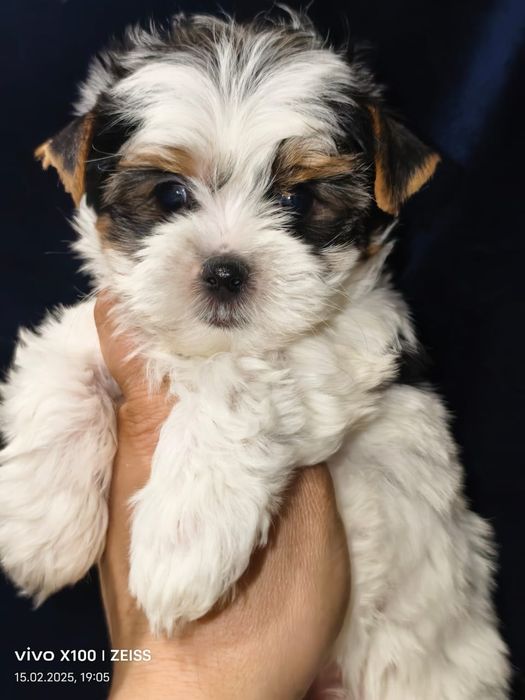 Очаровательные щенки бивера.