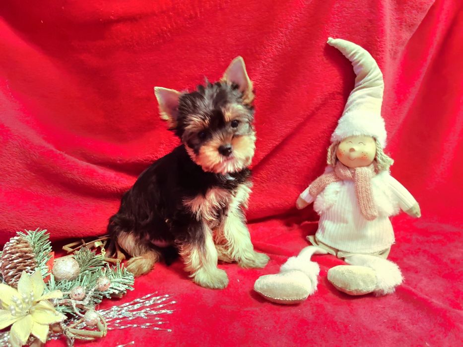 Йоркширски териер-момиче