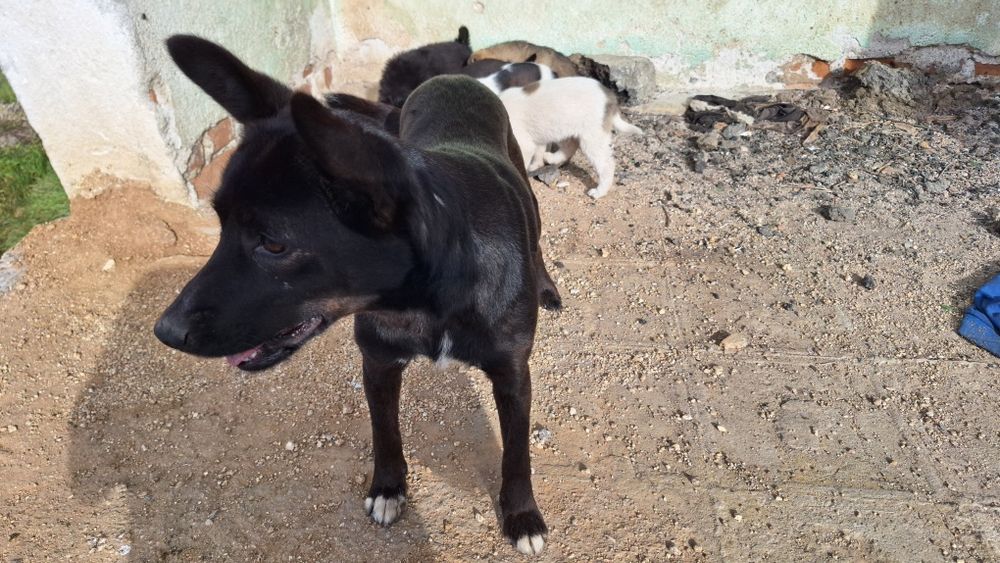 Подаряват се 5 броя малки кученца.