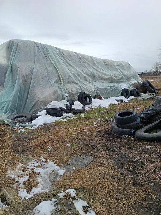 Vând baloți de lucernă