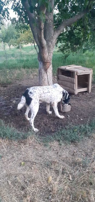 Алабаи сатылады.