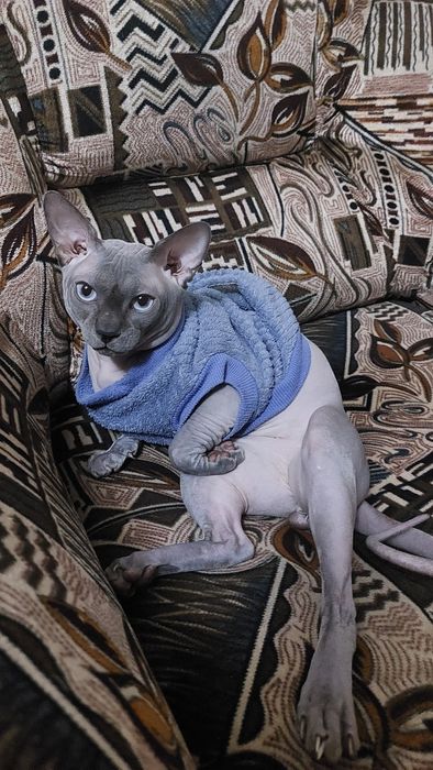 Вязка кота канадский голубой сфинкс