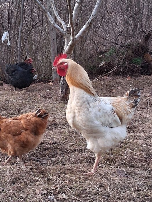 Продавам петли на 8-9 месеца