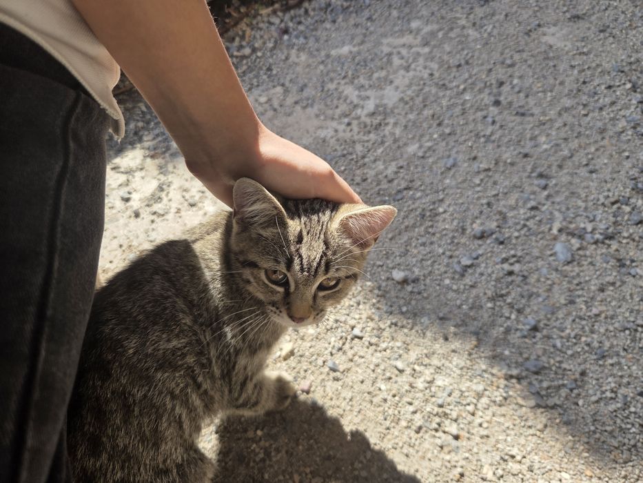 котенок в добрые руки!