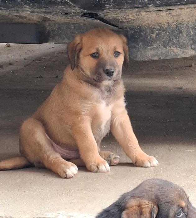 Donez catelusi, talie medie, Metis. Pui de caine spre adoptie.