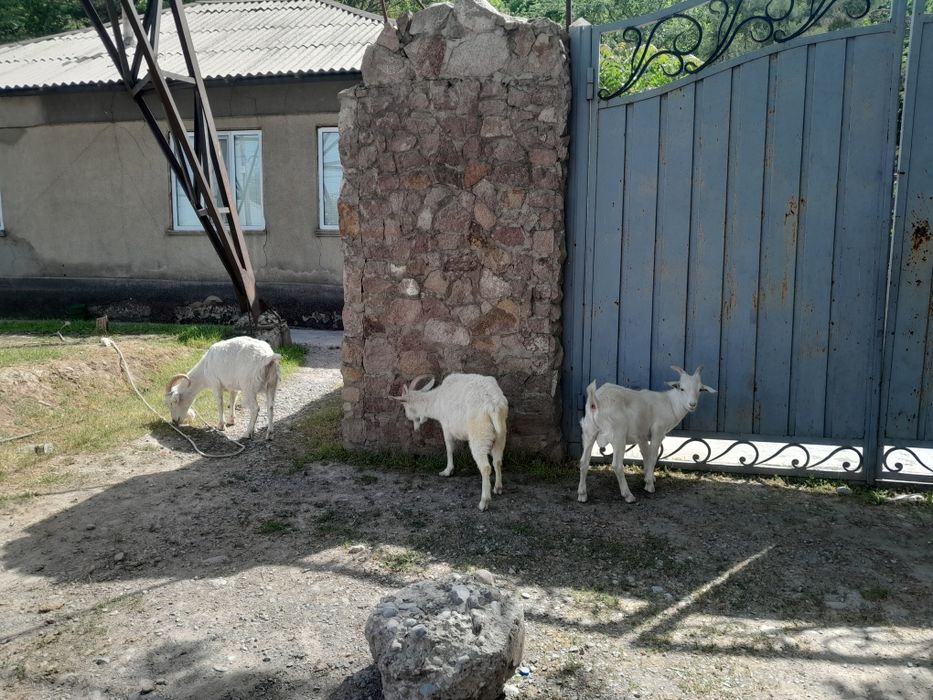 Молочный эшкы сатам