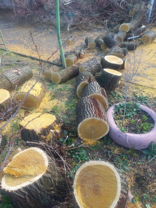 Драва тутовник арех