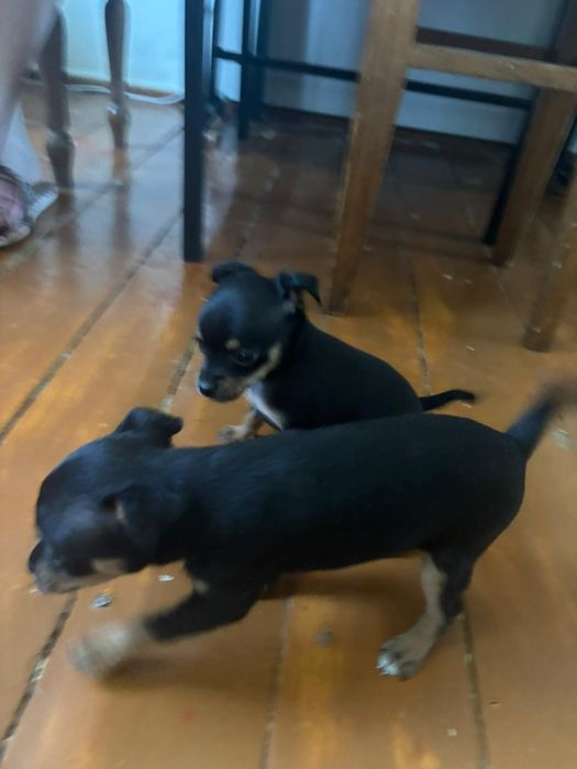 Продам щенят той терьерчиков мини