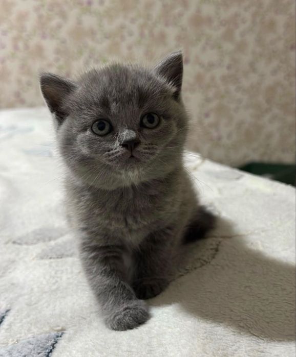 British blue fetita