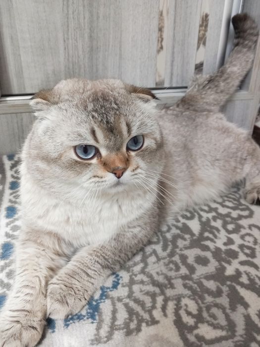 ВЯЗКА кошка самец
