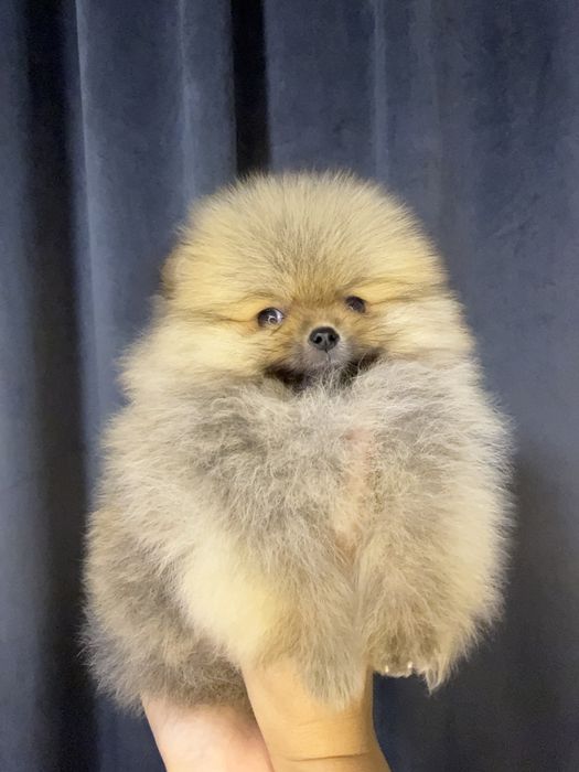 Померанский шпиц