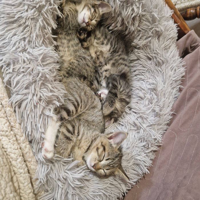 Котёнка в хорошие руки