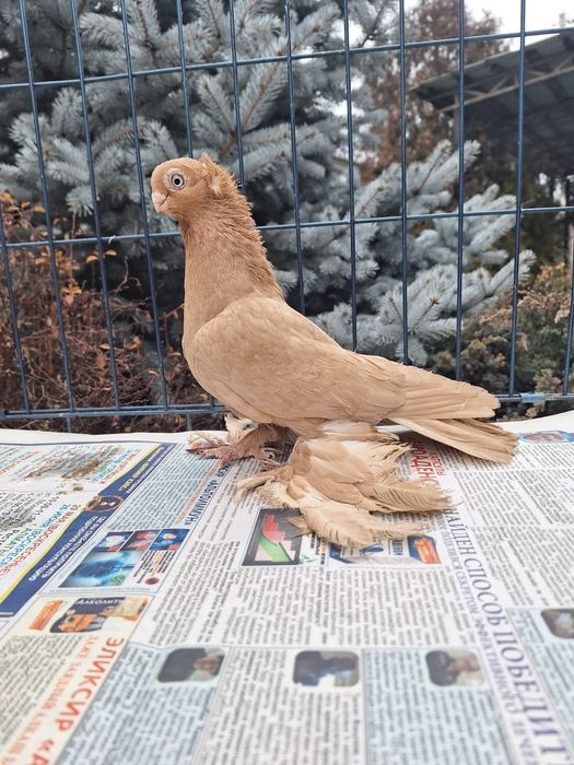 Продам жёлтую самку