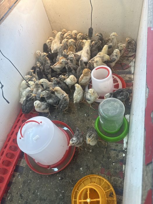 Продам цыплят цены разные