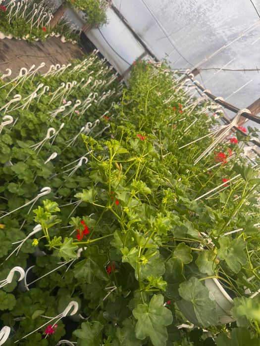 Flori muscate tiroleza, cu floarea batuta si simpla dreapta