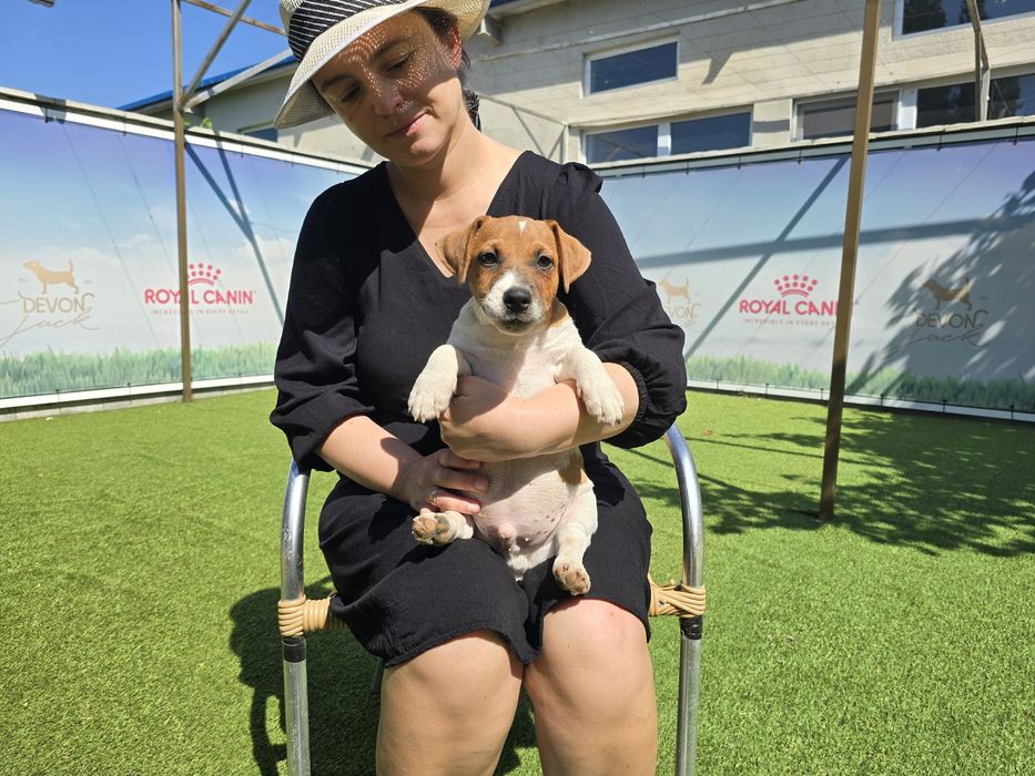 Джак Ръсел, родословие