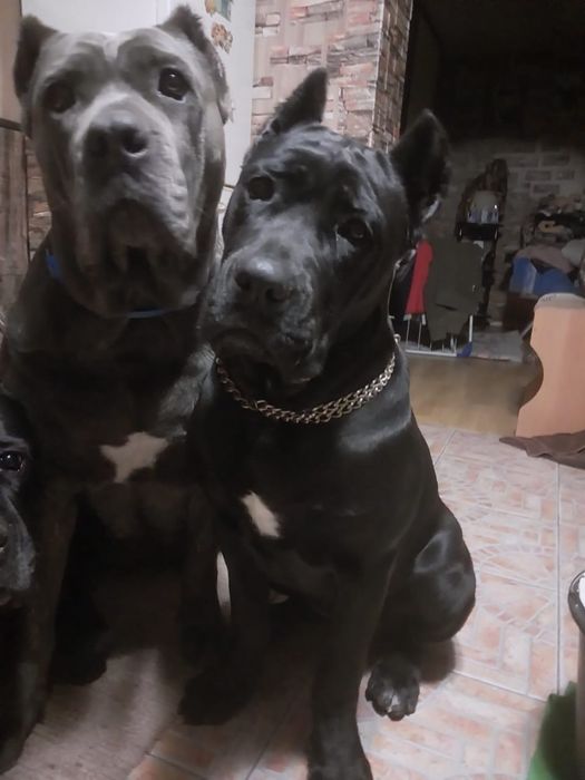 Продатся щенки «Кане Корсо» (Девочка)