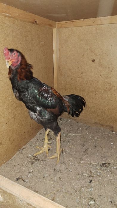 Дакан Тулле йахшиси йири нарса бут бутун