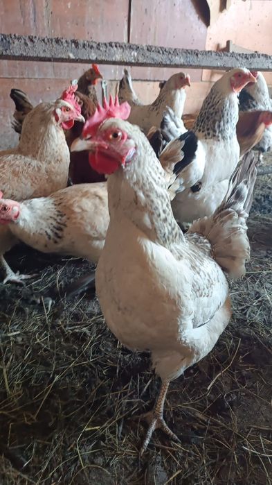 Инкубационные яйцо