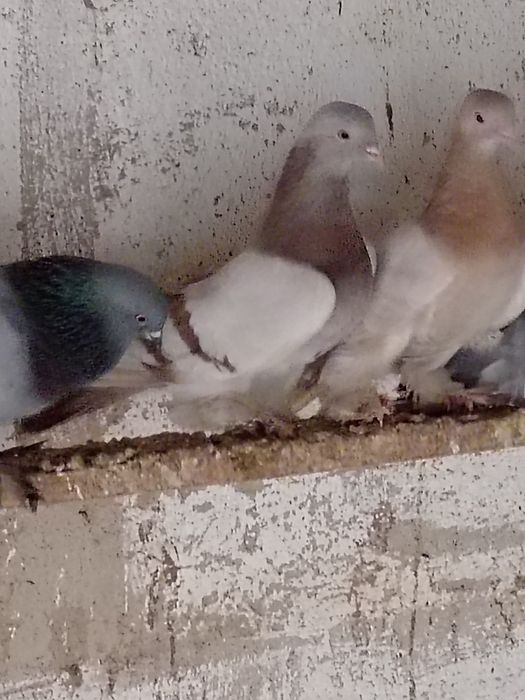 Продам голубей сизых удешок