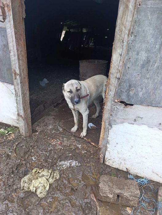 Турски кангал мъжки