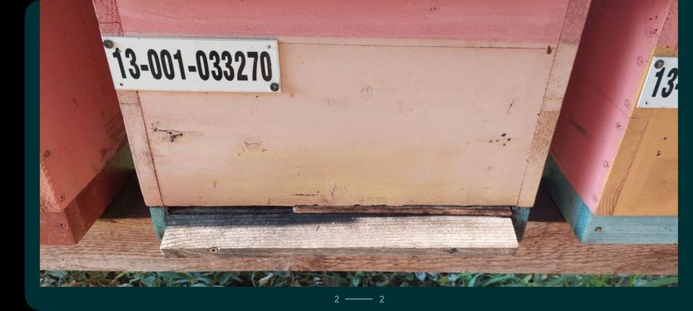 Famili de albine și lăzi