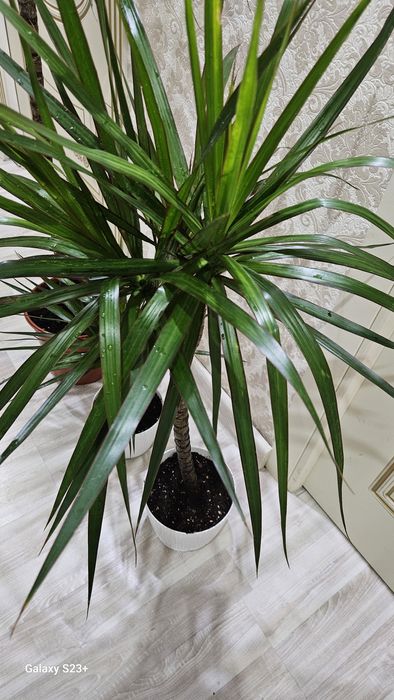 драцена 1 метр, от 2000