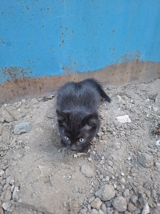 Отдам котенка в добрые руки