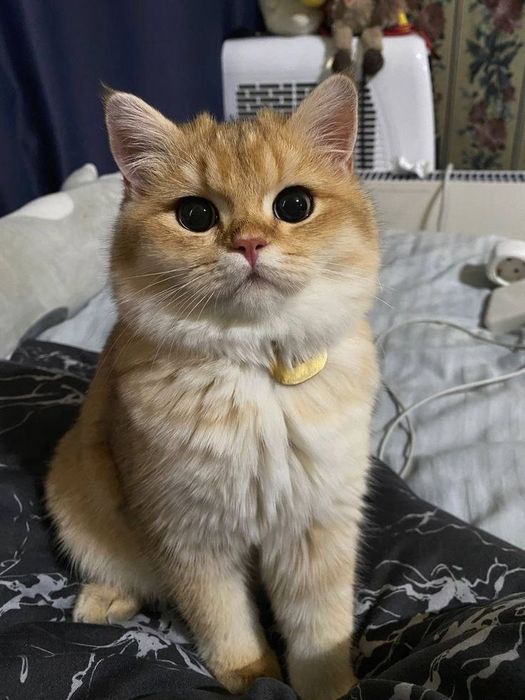 Продам или обменяю британского кота