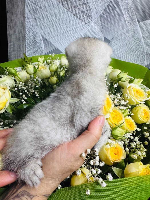 шиншилла плюшевые малыши
