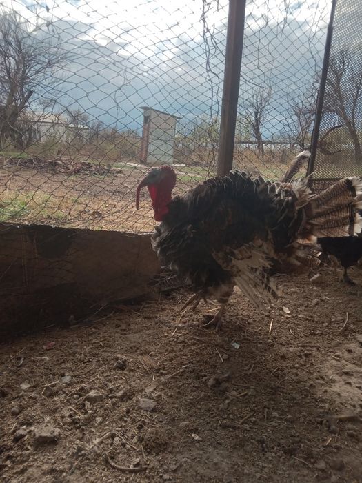 Индюк ата қоразы