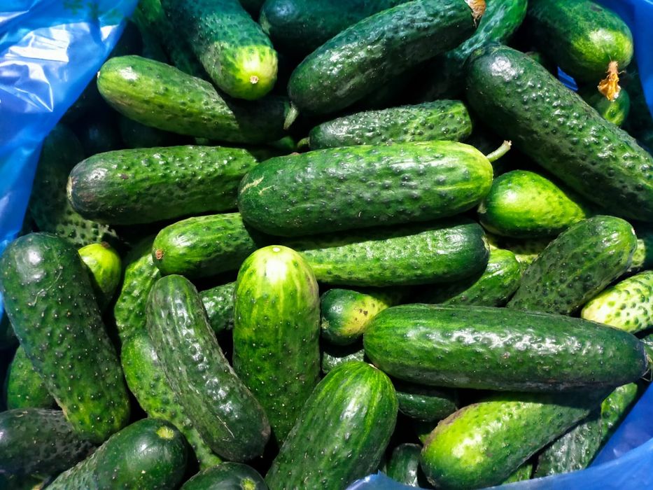 Продам огурцы свежие