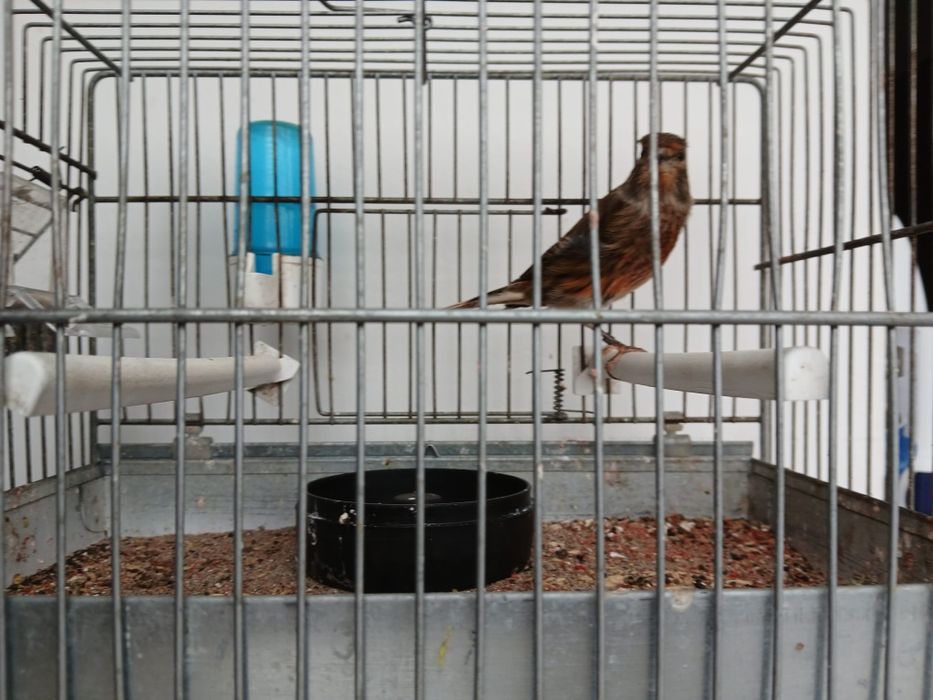 Vand Canar Hibrid 2025