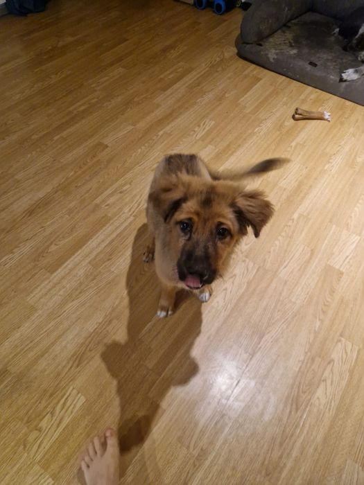 Безпородно куче.