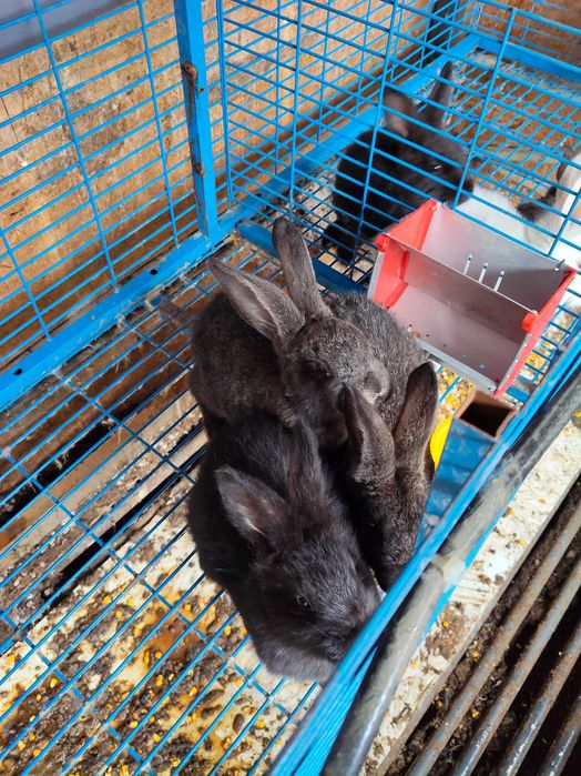 Iepuri HYCOL de vânzare