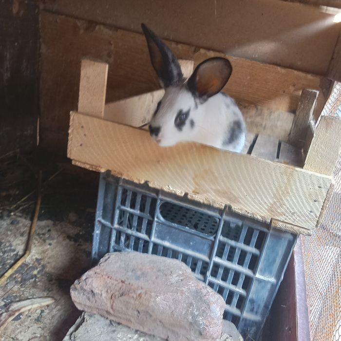 Киёнла сотилади нархи 40