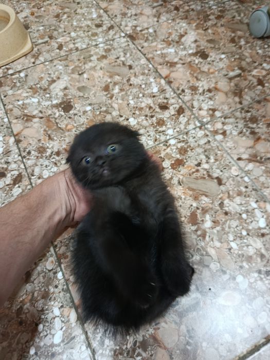 Катята скотиш страйтт