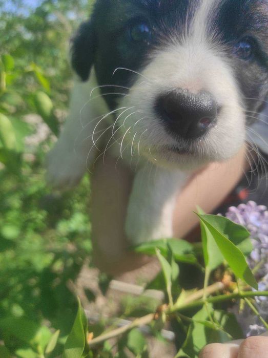 Преданная красавица ищет дом