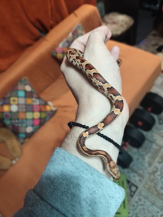 Маисовый полоз и террариум