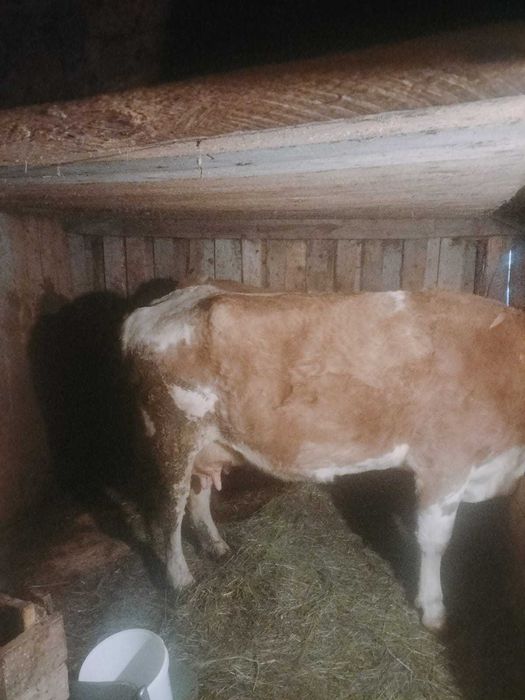 Vaca bălțată românească