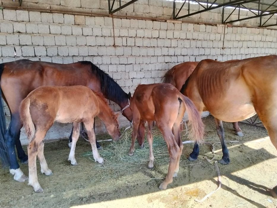 Сатылатын құлынды бие бар.