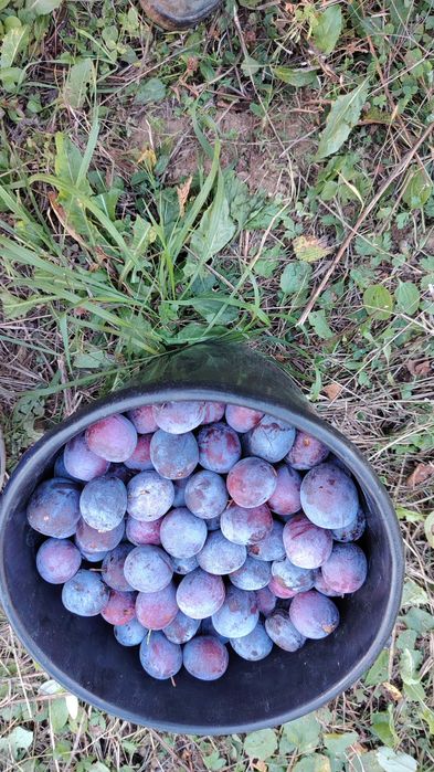 Fructe mere si prune