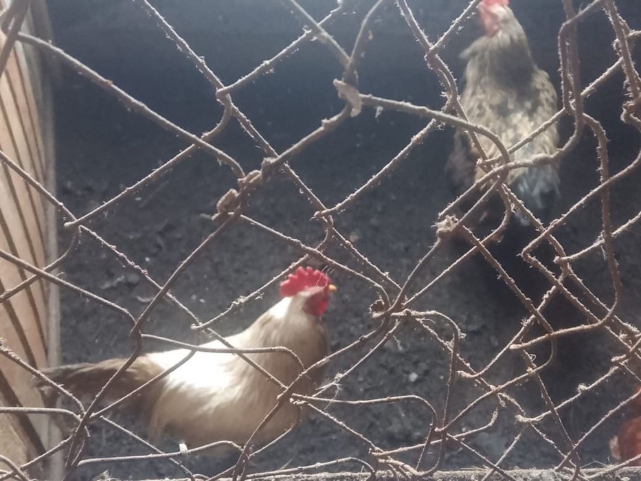 Петухи Әтеш (қораз)