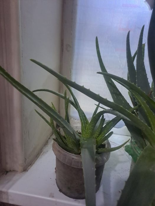 Алоэ Вера много летния