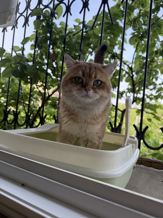 Кошка золотая шиншилла — приглашает на вязку