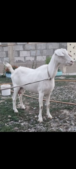 Продам козу, срочно!!!