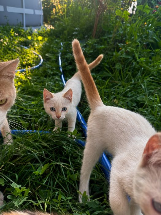 Отдам котят даром